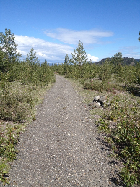 All Kachemak Bay State Park Trails look like this *cough* *cough*